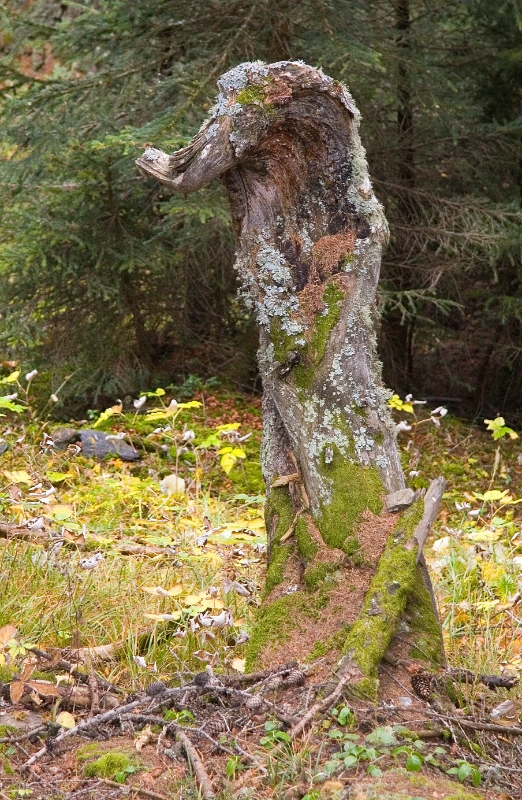 Gnarled tree, Montana-Crans Switzerland.jpg